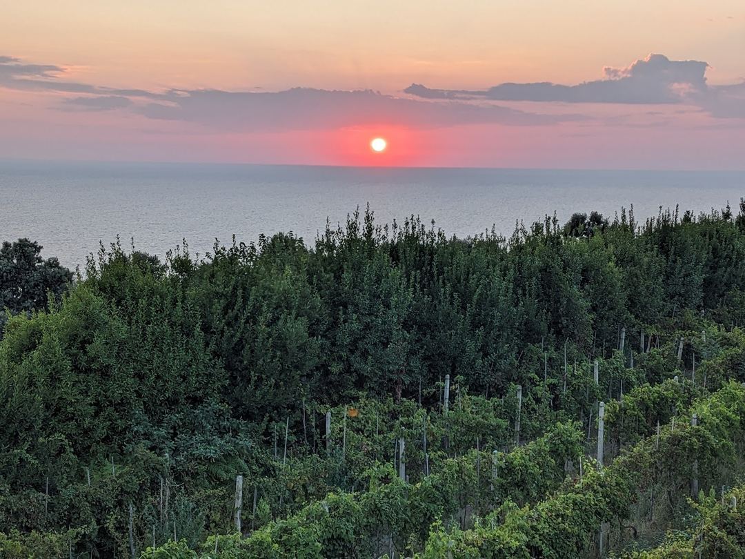 Sunset over the sea viewed from a vineyard with support poles and grapevines in the foreground.